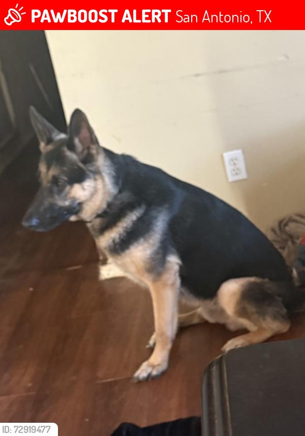 Lost Male Dog last seen Clark and Steve’s , San Antonio, TX 78210