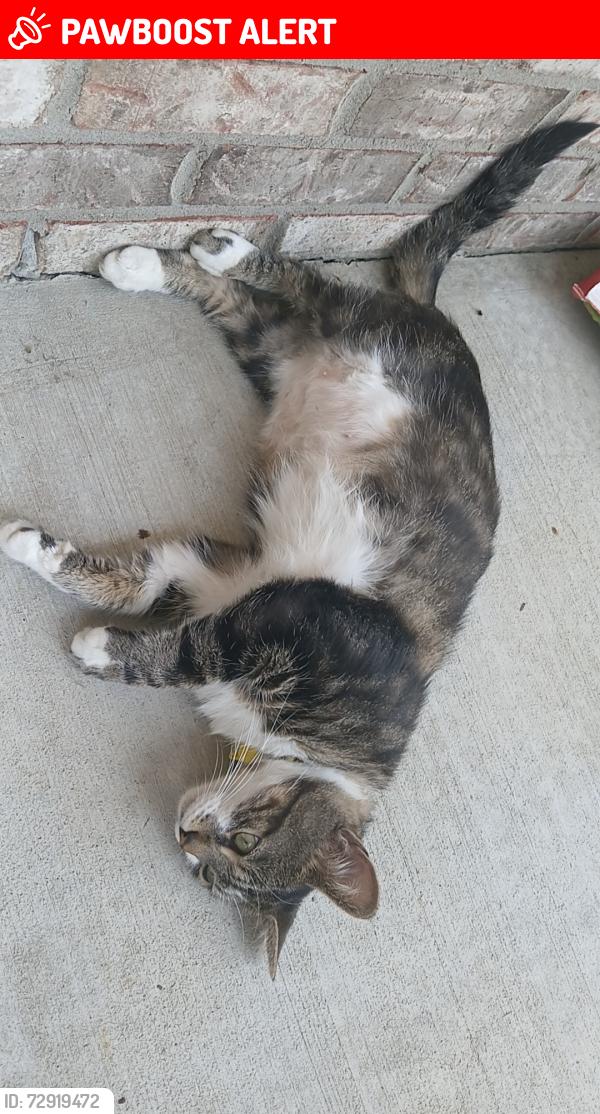 Lost Male Cat last seen Pineapple willys, Panama City Beach, FL 32408