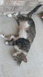 Lost Male Cat last seen Pineapple willys, Panama City Beach, FL 32408