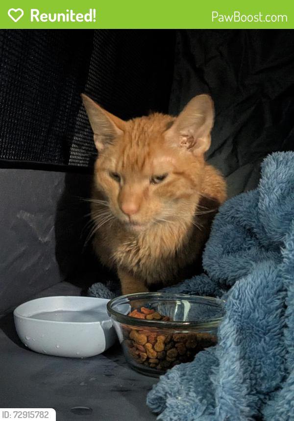 Reunited Male Cat last seen N duane and Ingram ave, Pittsburgh, PA 15205