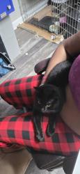 Reunited Male Cat last seen At the McDonald's by Mackay Road & West Gate City Boulevard, Greensboro, NC 27407