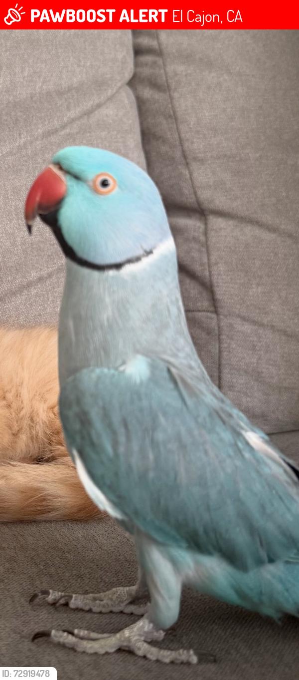 Lost Male Bird last seen Cherrywood way / Cedar street / broadway, El Cajon, CA 92021