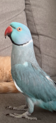 Lost Male Bird last seen Cherrywood way / Cedar street / broadway, El Cajon, CA 92021