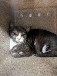 Shelter Stray Female Cat last seen BAHAMA/TENNYSON, Hayward, CA 94544