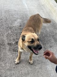 Reunited Male Dog last seen Near genome drive bld 4, Manor, TX 78653