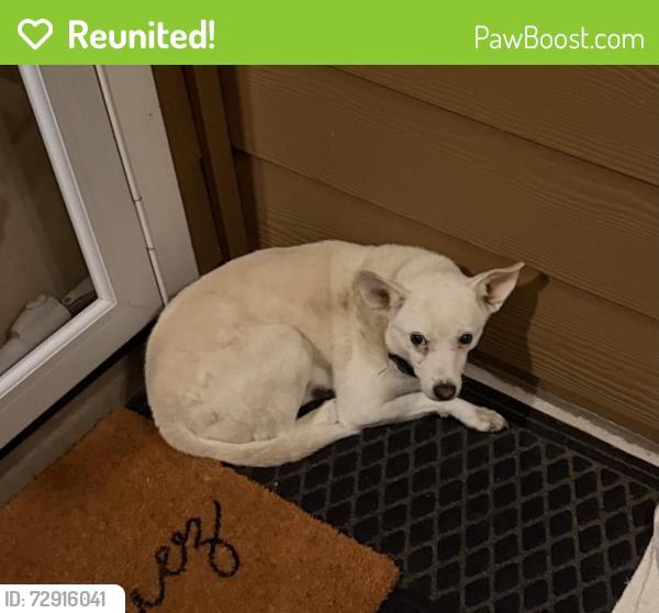 Reunited Male Dog last seen Bascum, San Antonio, TX 78221