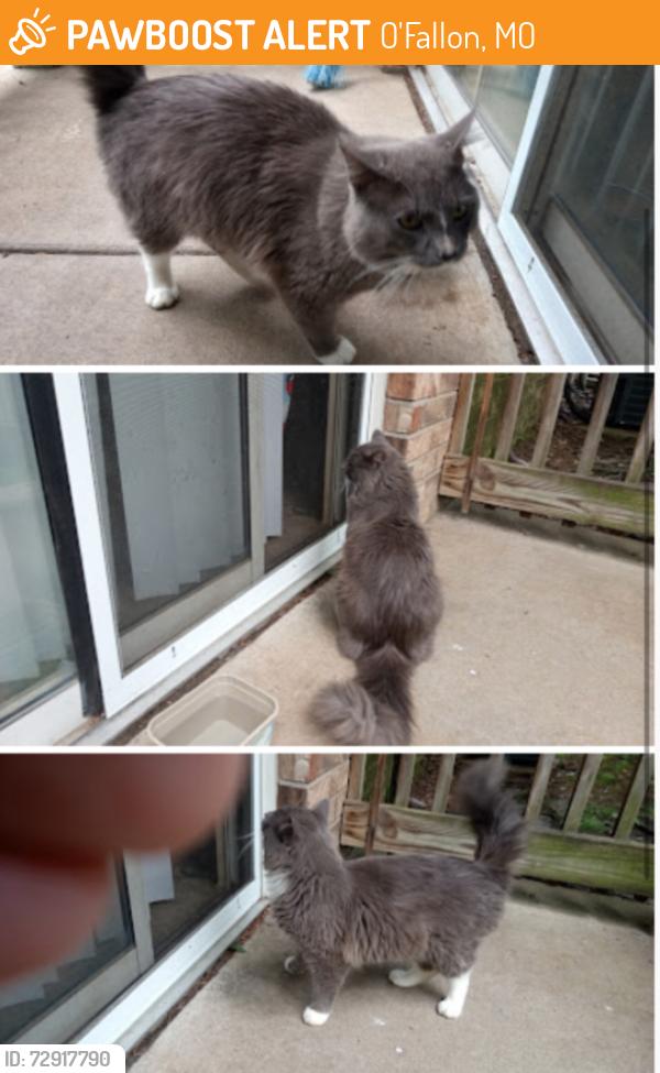 Found/Stray Male Cat last seen By apmts , O'Fallon, MO 63366