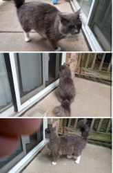 Found/Stray Male Cat last seen By apmts , O'Fallon, MO 63366