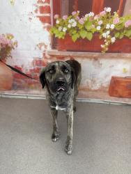 Shelter Stray Male Dog last seen Near BLOCK E G ST, San Bernardino, CA 92401