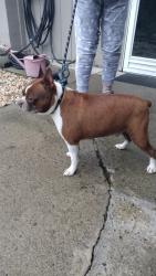 Reunited Male Dog last seen Gedding Street , Avoca, PA 18641