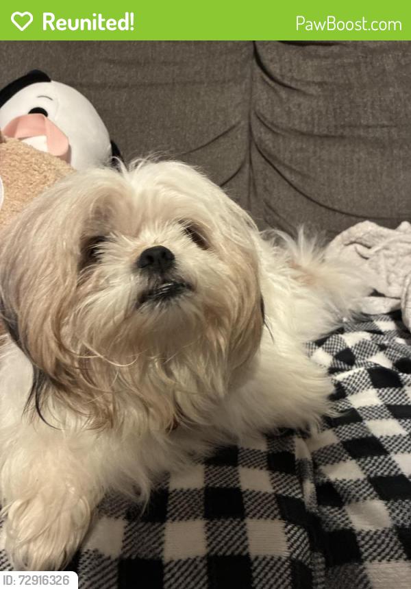 Reunited Male Dog last seen Tulare and B street , Fresno, CA 93706