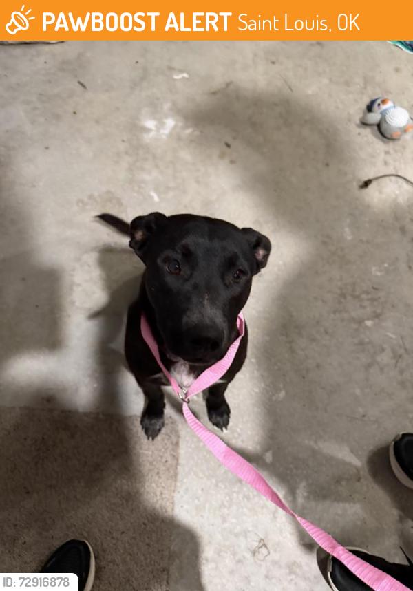 Found/Stray Female Dog last seen County road, Saint Louis, OK 74866