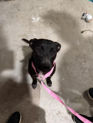 Found/Stray Female Dog last seen County road, Saint Louis, OK 74866