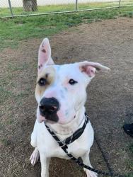 Shelter Stray Male Dog last seen Near BLOCK NORTHWESTERN PARKWAY, Watterson Park, KY 40218