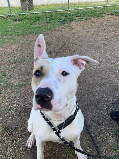 Shelter Stray Male Dog last seen Near BLOCK NORTHWESTERN PARKWAY, Watterson Park, KY 40218
