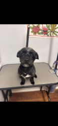 Reunited Male Dog last seen Creekside Circle, Tyler, TX 75703
