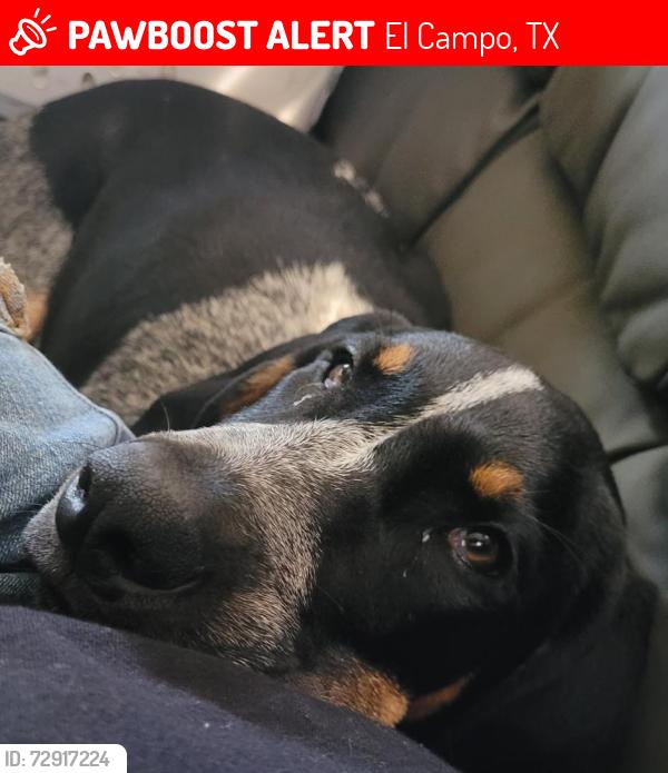 Lost Male Dog last seen CR 422 and 71 running into a cornfield, El Campo, TX 77437
