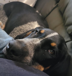 Lost Male Dog last seen CR 422 and 71 running into a cornfield, El Campo, TX 77437