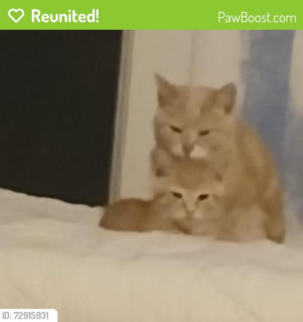 Reunited Female Cat last seen Wrens creek neighborhood Knoxville tn , Knoxville, TN 37918