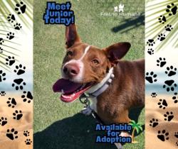 Shelter Stray Male Dog last seen E Jefferson Ave & S East Ave, Fresno Zone Fresno CO 3 93725, CA, Fresno, CA 93706