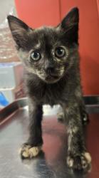 Shelter Stray Female Cat last seen N Chestnut and E Shields, Fresno Zone Fresno CO 2 93703, CA, Fresno, CA 93706