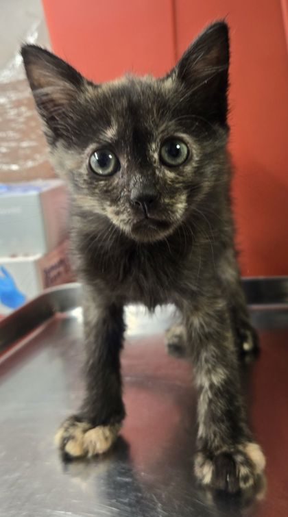 Shelter Stray Female Cat last seen N Chestnut and E Shields, Fresno Zone Fresno CO 2 93703, CA, Fresno, CA 93706