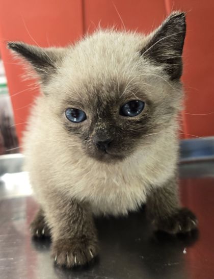 Shelter Stray Male Cat last seen N Chestnut and E Shields, Fresno Zone Fresno CO 2 93703, CA, Fresno, CA 93706