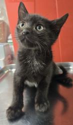 Shelter Stray Male Cat last seen N Chestnut and E Shields, Fresno Zone Fresno CO 2 93703, CA, Fresno, CA 93706