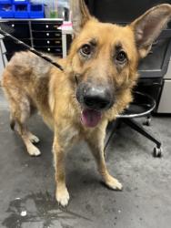 Shelter Stray Male Dog last seen Goose Creek, SC 29445, North Charleston, SC 29406