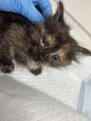 Shelter Stray Female Cat last seen , CA , Oakland, CA 94601