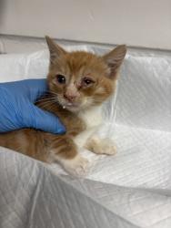 Shelter Stray Male Cat last seen , CA , Oakland, CA 94601