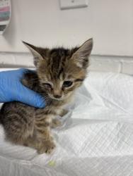 Shelter Stray Female Cat last seen , CA , Oakland, CA 94601