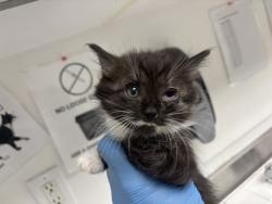 Shelter Stray Male Cat last seen , CA , Oakland, CA 94601
