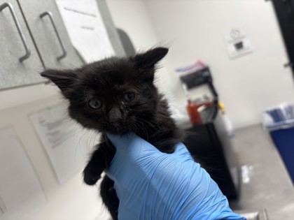 Shelter Stray Male Cat last seen , CA , Oakland, CA 94601