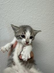 Shelter Stray Female Cat last seen Pioneer By Service Center, 75149, TX, Mesquite, TX 75149