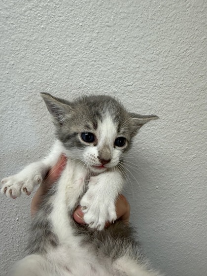 Shelter Stray Female Cat last seen Pioneer By Service Center, 75149, TX, Mesquite, TX 75149