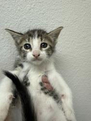 Shelter Stray Female Cat last seen Pioneer By Service Center, 75149, TX, Mesquite, TX 75149