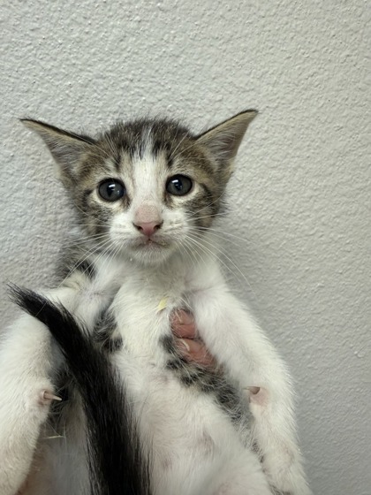 Shelter Stray Female Cat last seen Pioneer By Service Center, 75149, TX, Mesquite, TX 75149