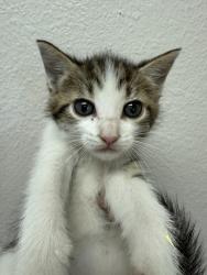 Shelter Stray Female Cat last seen Pioneer By Service Center, 75149, TX, Mesquite, TX 75149