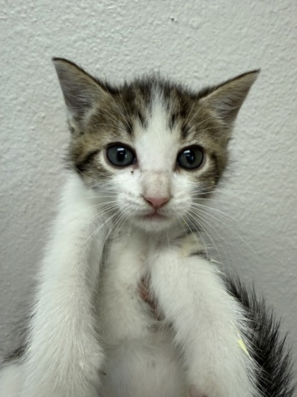 Shelter Stray Female Cat last seen Pioneer By Service Center, 75149, TX, Mesquite, TX 75149