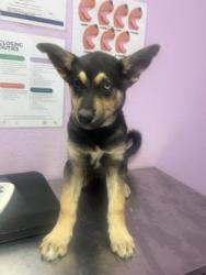 Shelter Stray Male Dog last seen Socorro, TX 79927, Fort Bliss, TX 79906
