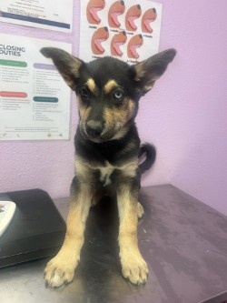 Shelter Stray Male Dog last seen Socorro, TX 79927, Fort Bliss, TX 79906