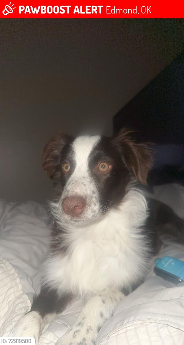 Lost Male Dog last seen Near nw 158th street , Edmond, OK 73013