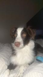 Lost Male Dog last seen Near nw 158th street , Edmond, OK 73013
