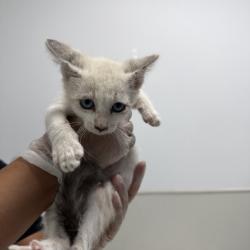 Shelter Stray Female Cat last seen neighborhood, San Diego, CA, 92139, San Diego, CA 92110
