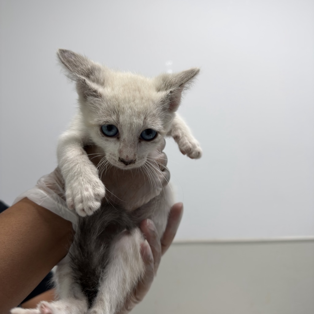 Shelter Stray Female Cat last seen neighborhood, San Diego, CA, 92139, San Diego, CA 92110
