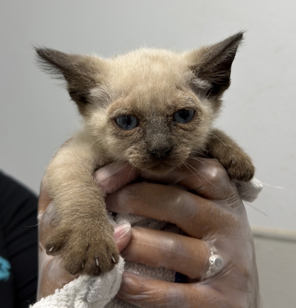 Shelter Stray Male Cat last seen neighborhood, San Diego, CA, 92139, San Diego, CA 92110