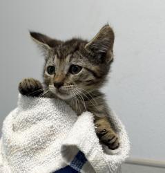 Shelter Stray Male Cat last seen neighborhood, San Diego, CA, 92139, San Diego, CA 92110