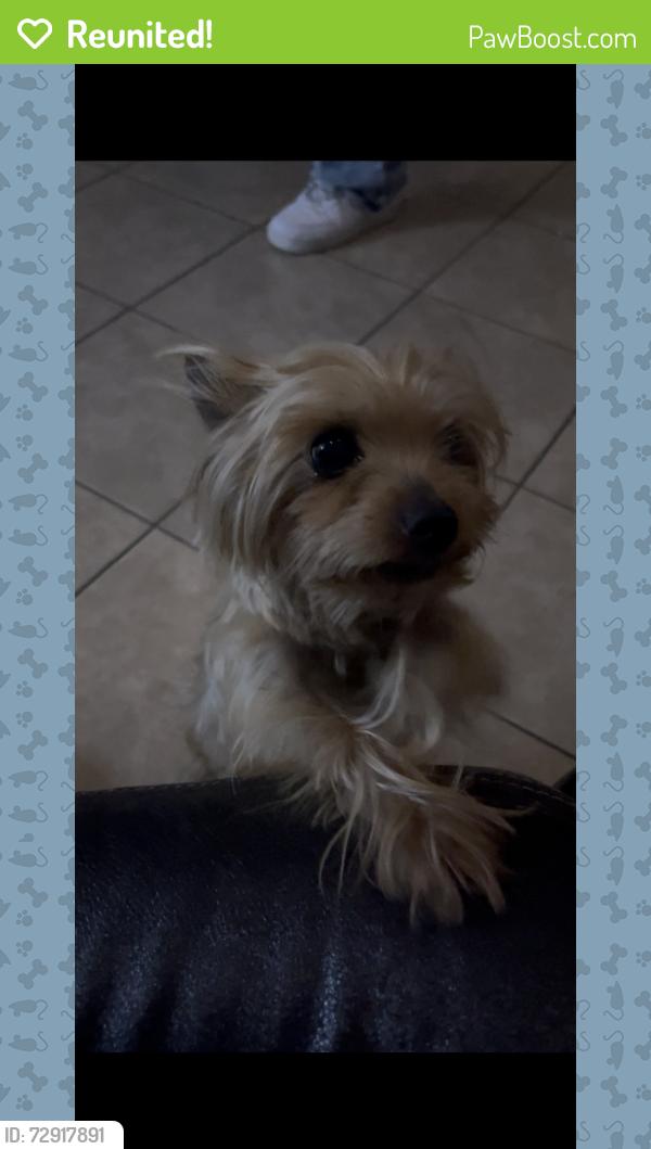Reunited Male Dog last seen La Palma Ave & Fairview Street, Anaheim, CA 92801