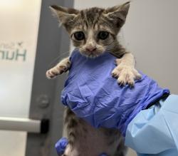 Shelter Stray Female Cat last seen neighborhood, San Diego, CA, 92139, San Diego, CA 92110